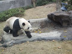 -成都动物园