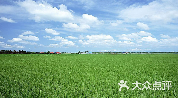 崔大头快餐农田图片 - 第3张