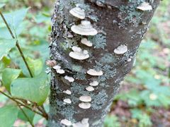 -五营红松林海景区