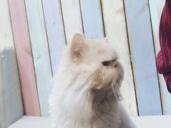 -小时光咖啡馆(开森度假森林店)