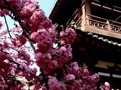 -西安青龙寺遗址景区