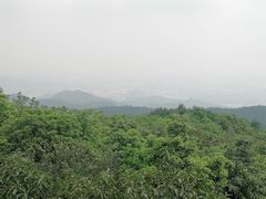 -东莞市大岭山森林公园