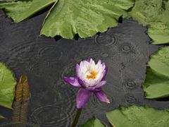 -云溪植物园