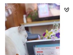 -猫音日语留学培训