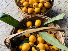 -塘栖枇杷特色园区