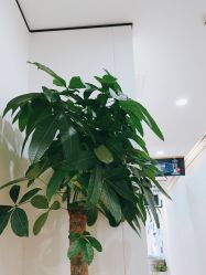 -郑荃丽格医疗美容