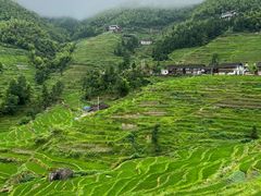 -紫鹊界梯田景区