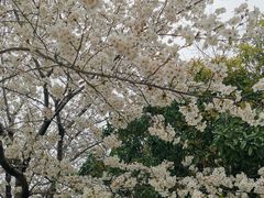 -高东镇樱花园