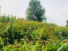 -蒲河岛湿地公园