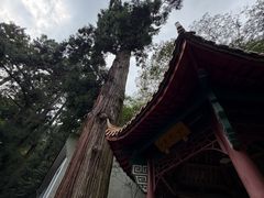 -天目山大树王景区