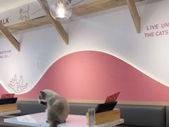 -喵园·猫主题咖啡厅·撸猫·猫咖(国贸店)