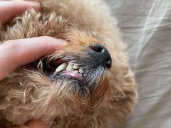 -熊小胖宠物生活馆(天华园店)