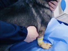 -喜多萌中农锦绣动物医院24H·猫科·牙科MRI·CT