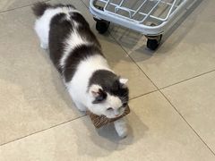 -怪兽屋·羊驼·猫咖·狗咖(俊华广场店)