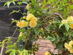 -阿三麻蓉汤圆(顺光大厦店)