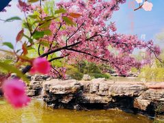 -石家庄市植物园