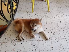 -喜柴咖啡·柴犬狗咖