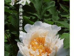 -洛阳市隋唐城遗址植物园