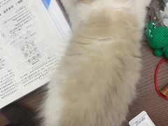 -momokira米努特·德文卷毛猫·棉花面纱犬