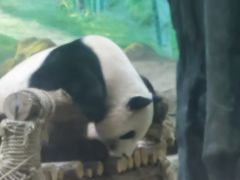 -灵玲国际马戏城