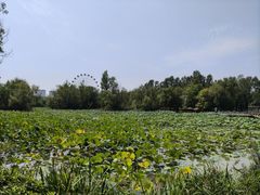 -西安浐灞国家湿地公园