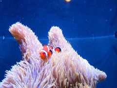 -西雅图水族馆