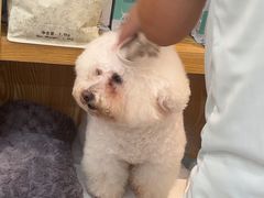 -四月宠物医院·猫专科·心脏专科·内科(转塘店)