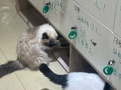 -藏猫猫咖啡主题馆(中央大道店)