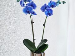 -花未央花店·WEYOUNG