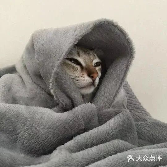 战败的龙虾不论之前有多勇猛，接下来都会失去斗志