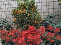 -园林美食城·本土农家菜(杨和镇店)