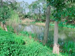 -上海长兴岛郊野公园