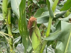 -南汇新场正宗水蜜桃采摘