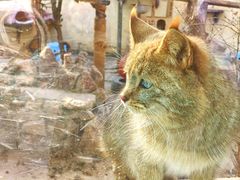 -青藏高原野生动物园