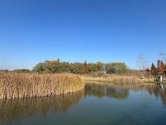 -溱湖国家湿地公园