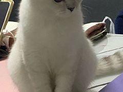 -安安宠医宠物医院·异宠·犬猫内科(岳阳分院)