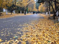 -长白岛森林公园