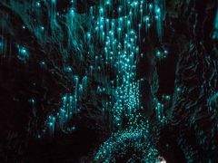 -怀托摩萤火虫洞