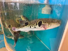 -天正河鲀·河豚亭(大连店)