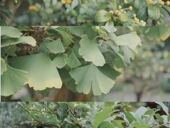 -成都杜甫草堂博物馆