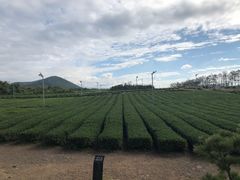-雪绿茶博物馆