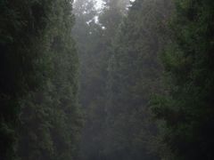 -武陵山森林公园