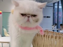 -怪兽屋·羊驼·猫咖·狗咖(俊华广场店)