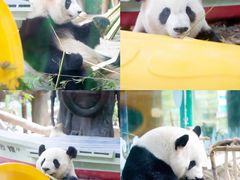 -灵玲国际马戏城