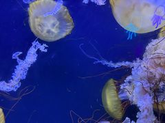 -珠海长隆海洋王国