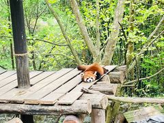 -都江堰中华大熊猫苑