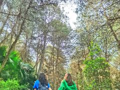 -铁山坪森林公园