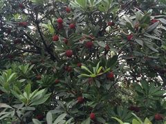 -西山樟坞健康果园枇杷杨梅采摘