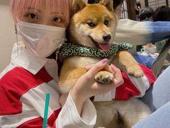 -逗柴咖啡屋·狗咖猫咖宠物桌游