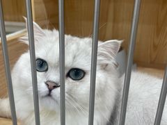 -爱洗澡的猫(天河路店)
